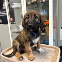 OPERA, chienne à adopter