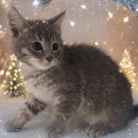 XANI CHA, chatte à adopter