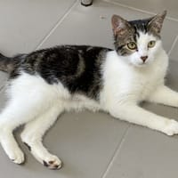 BEDAINE, chatte à adopter