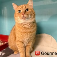 Gourmet, chat à adopter