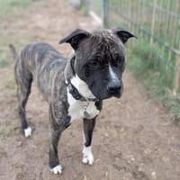 Kayla, chienne à adopter