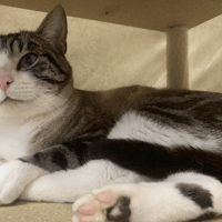 Yakari, chat à adopter