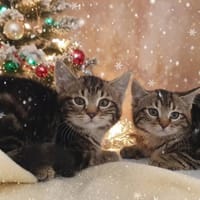 VOLTA CHA, chatte à adopter