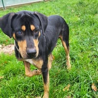 TOMIE, chien à adopter