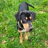 TOMIE, chien à adopter