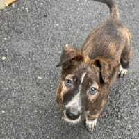 Samaari, chien à adopter