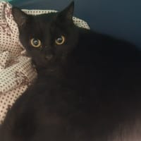 Roy, chat à adopter