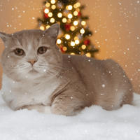 POMPON CHA, chat à adopter