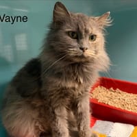 Vayne, chatte à adopter