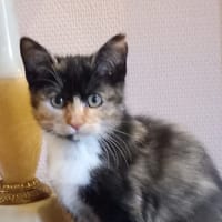 ALBERTINE, chatte à adopter