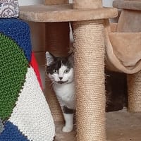 MINH, chat à adopter