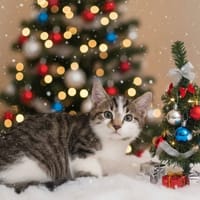 VAKO CHA, chat à adopter