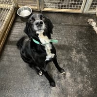 PAPAILLE, chienne à adopter