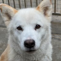 Shiz, chienne à adopter