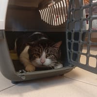 SOMCHAI, chat à adopter