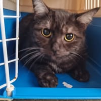OLLY, chatte à adopter