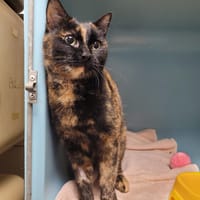 BOISRAME, chatte à adopter