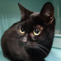 Esmée, chatte à adopter