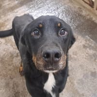 BIOU, chien à adopter