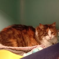 INKY, chatte à adopter