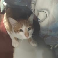 ROUXY, chat à adopter