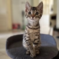 ARTHUR, chat à adopter