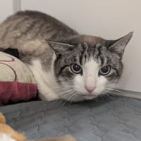 TRESOR, chat à adopter