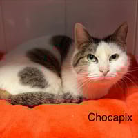 CHOCAPIX, chatte à adopter