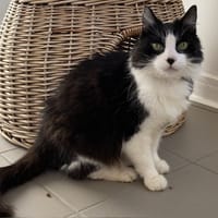 REGLISSE, chatte à adopter