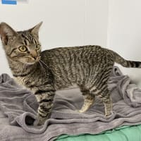 STICK, chatte à adopter