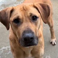 OZ, chien à adopter