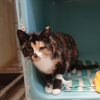 BARTHELEMY, chatte à adopter