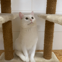 Chase, chat à adopter