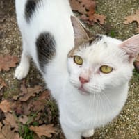 SMILEY, chat à adopter