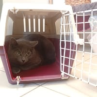 TUAN, chat à adopter