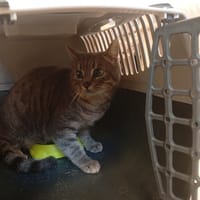 JI-HO, chat à adopter