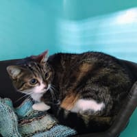 CALI, chatte à adopter
