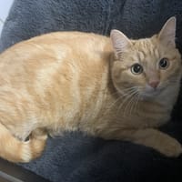 Ruben, chat à adopter