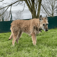 JOVIANE LOF, chienne à adopter
