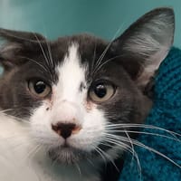 Codo, chat à adopter