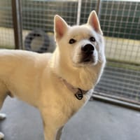 NATSU, chien à adopter