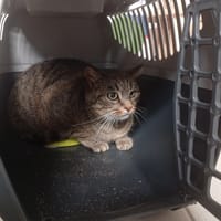 CHALKY, chat à adopter