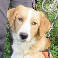 RAMSES, chien à adopter