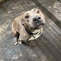 ALKINA, chienne à adopter