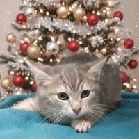 XANTI CHA, chatte à adopter