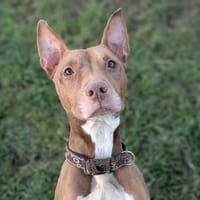 Ariel, chienne à adopter