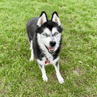 ILONA LOF, chienne à adopter