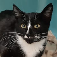 Phebus, chat à adopter