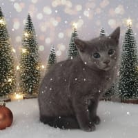 XIME CHA, chatte à adopter