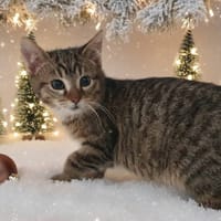 WOODY CHA, chatte à adopter